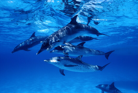 Eine Gruppe von Delfinen im Meer. 