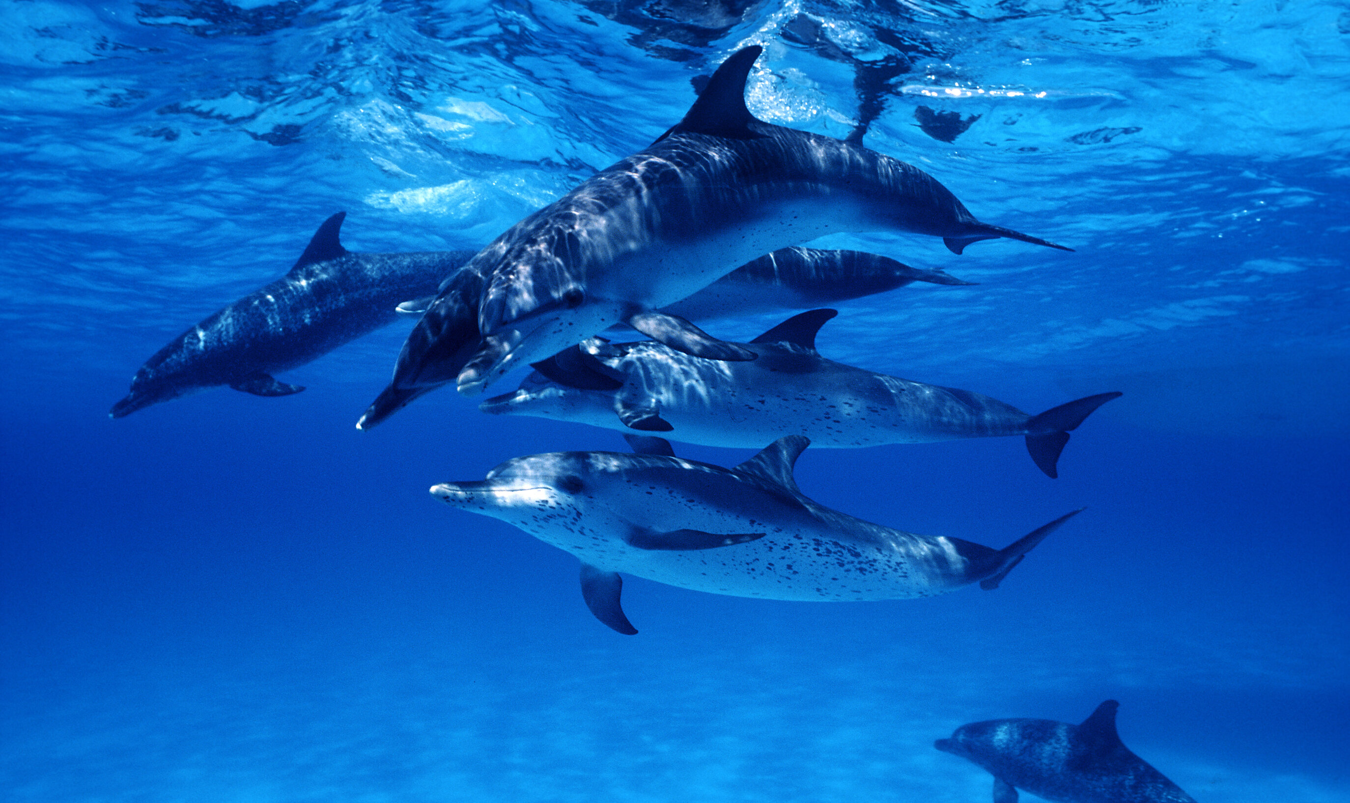 Eine Gruppe von Delfinen im Meer. 