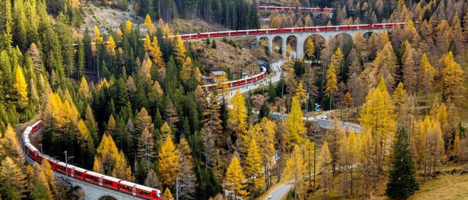 Der längste Reisezug der Welt der rhb schlängelt sich durch gelbverfärbte Lärchenwälder.