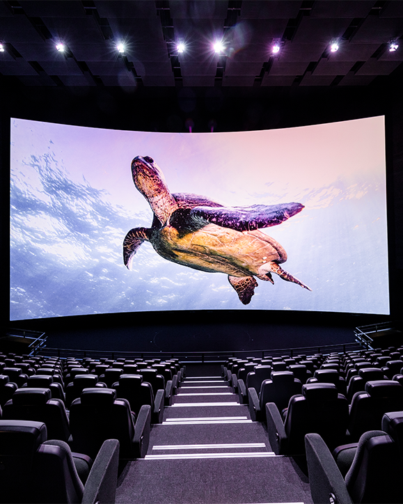 Ein Kino mit schwarzen Sitzreihen und einer grossen gebogenen Leinwand, auf der eine schwimmende Meeresschildkröte vor einem Unterwasserhintergrund zu sehen ist.