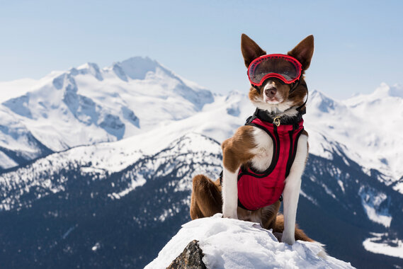 Hund mit Skibrille vor verschneiten Bergen