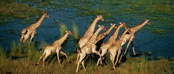 Drohnenaufnahme einer rennenden Giraffenherde.