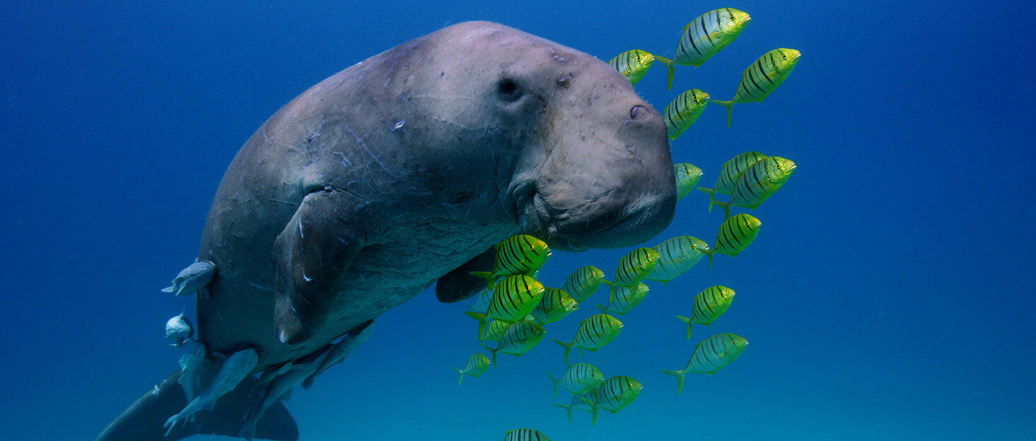 Eine Seekuh schwimmt mit einem Schwarm gelber Fische.